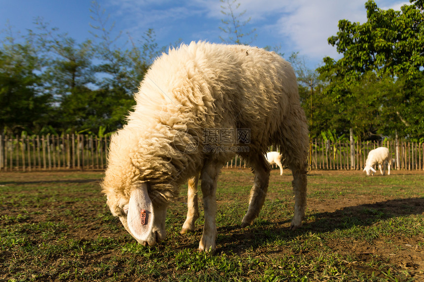 牧羊在农场放牧后代哺乳动物婴儿动物羊毛牧场爬坡风景母亲家庭图片