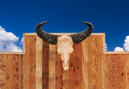 牛挂在墙上麋鹿动物园牛仔野生动物水牛喇叭猎人舌头架子森林背景图片