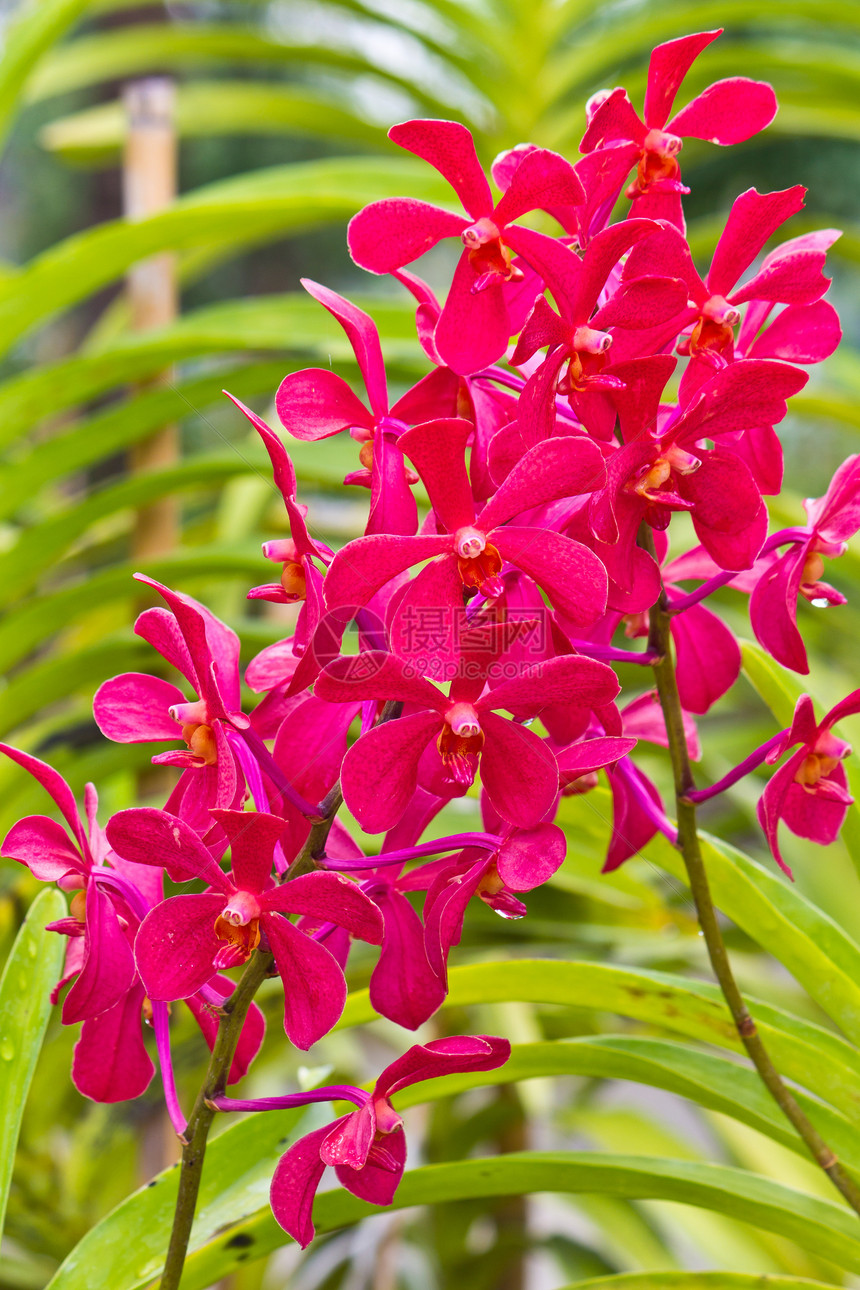 红凡达兰花花瓣红色植物植物群绿色热带植物学图片