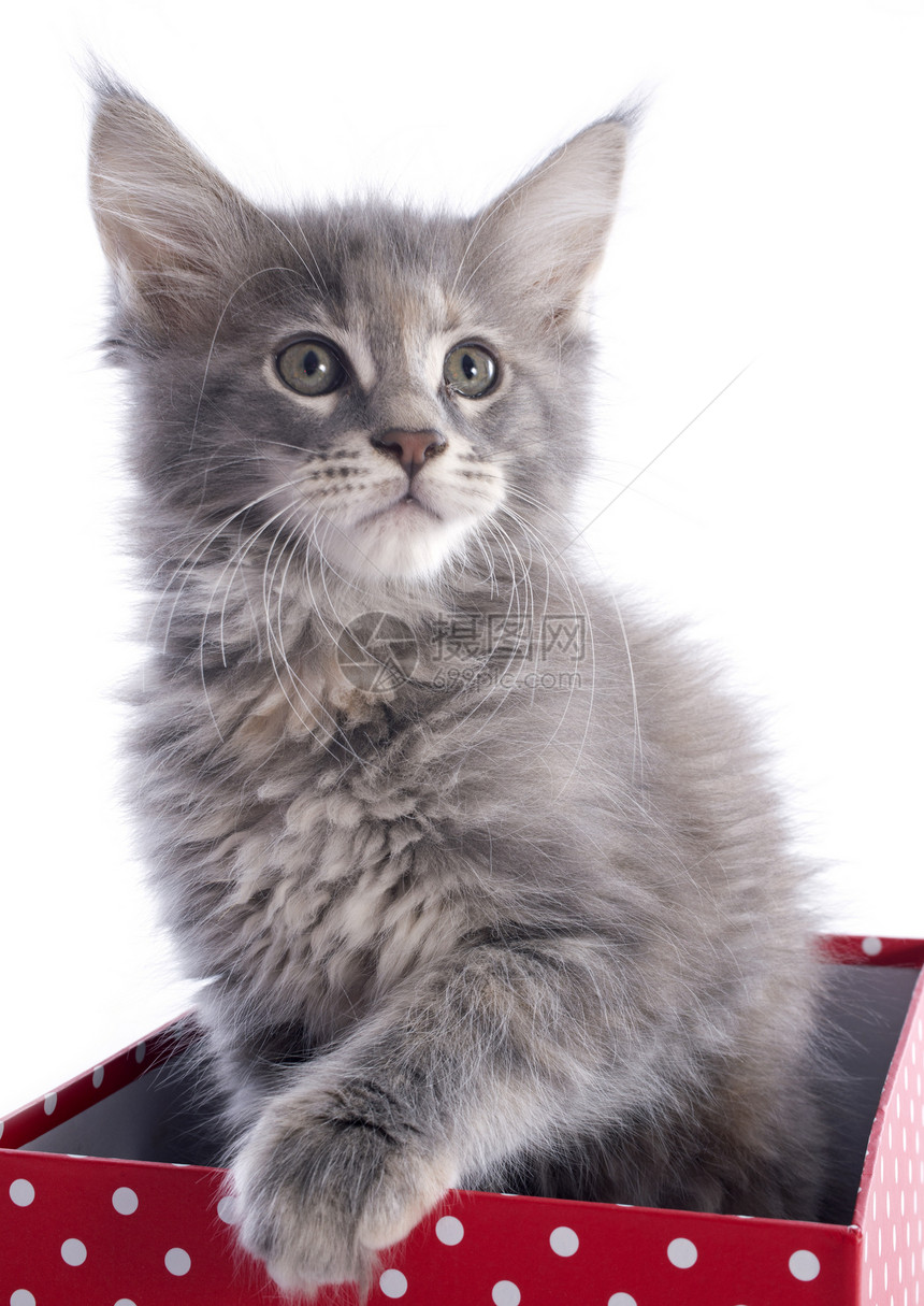 小猫宠物工艺动物灰色盒子工作室眼睛图片