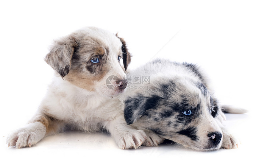 小小狗边疆宠物白色黑色小狗蓝色动物牧羊犬眼睛灰色犬类图片