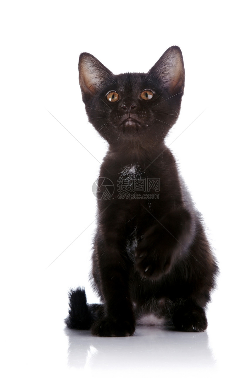 黑小猫与高手坐在一起图片