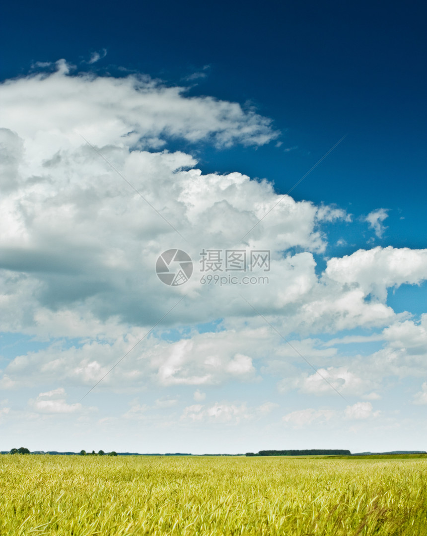 字段和天空小麦农场草地阳光场地蓝色栽培场景地平线谷物图片
