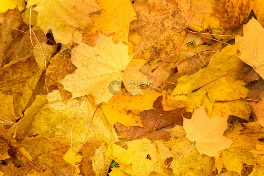 秋秋秋叶背景地毯季节性团体叶子黄色小地毯活力金子墙纸季节图片