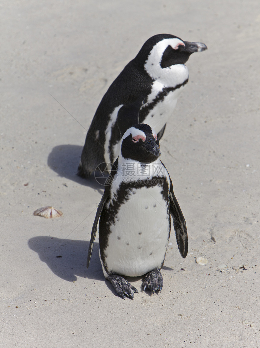 企鹅保护海洋海岸哺乳动物团体荒野动物风景恋人植物图片
