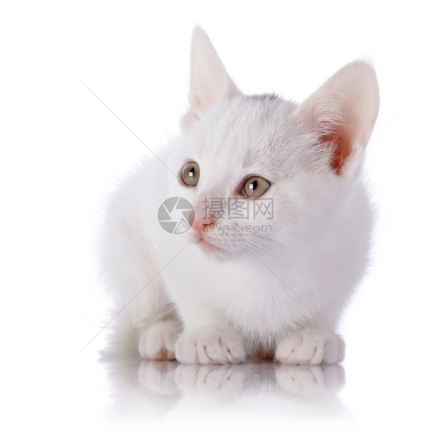 白猫尾巴婴儿哺乳动物兽医眼睛宠物爪子晶须动物猫科动物图片