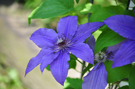紫色克莱马蒂斯花藤蔓花园花瓣背景图片