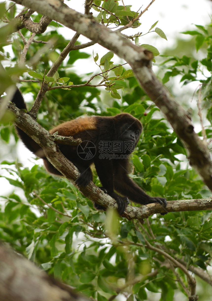在一个热带地点将蜘蛛猴子抓在树上图片