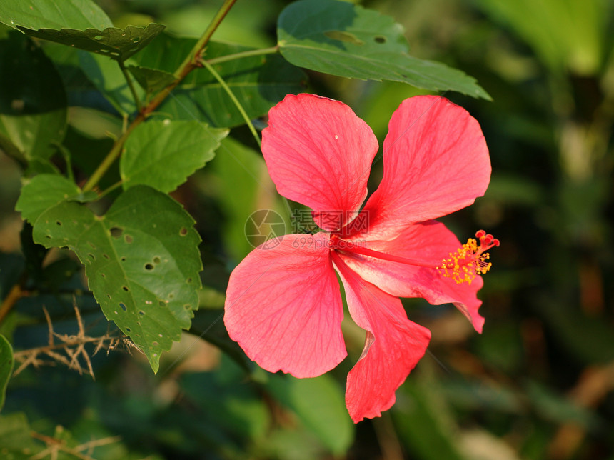 希比斯花花女士红色芙蓉热带海地植物国花花园木槿粉色图片