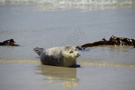 灰海豹灰海豹海洋儿子太阳海滩海豹公章猎犬背景图片