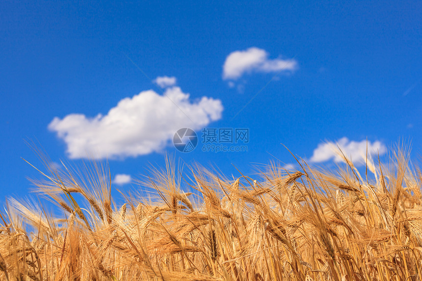 麦子面包农场蓝色种子生长场地谷物场景玉米金子图片
