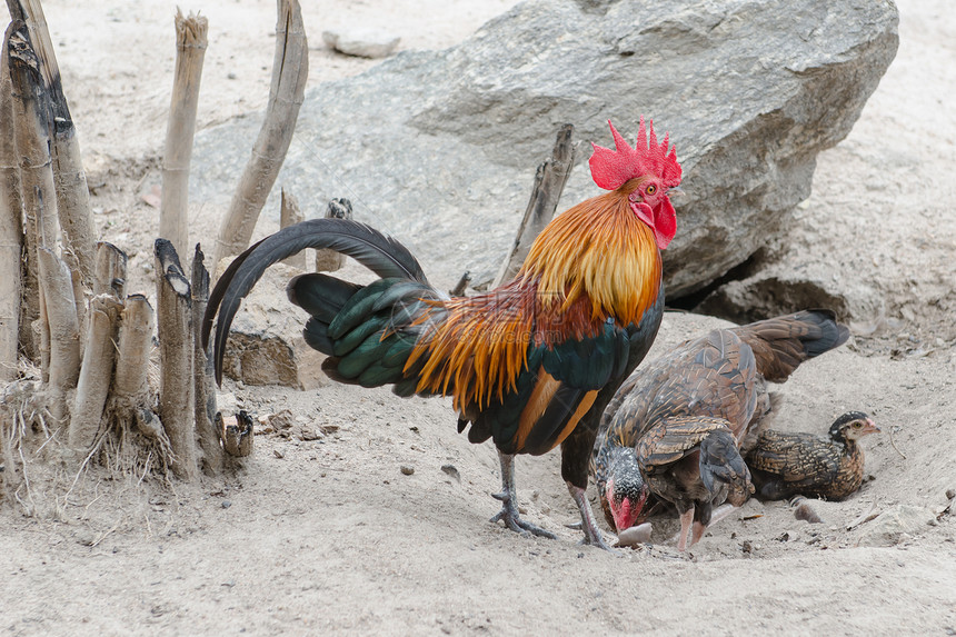 男鸡鸡公鸡和母鸡一起看守羽毛农场宠物居住动物脚鸡乡村警卫农业翅膀图片