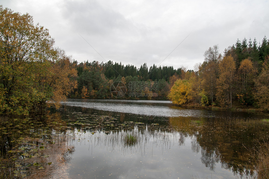 森林的秋天风景区系绿色旅行植物树叶树木灰色目的地文化图片