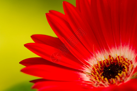 绿色背景的红斑马菊花紧贴背景图片