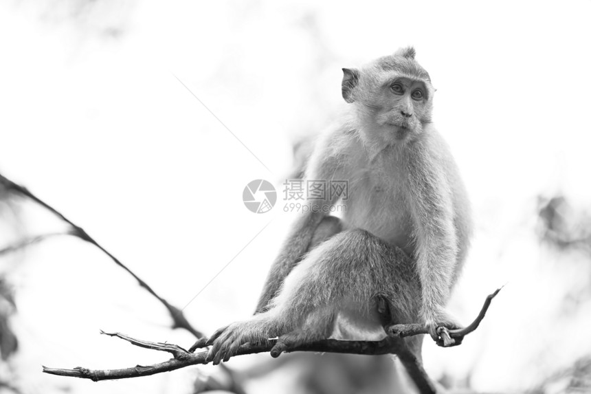 长尾麦卡克猴子灵长类荒野哺乳动物猕猴眼睛猴林黑色白色热带乌布图片