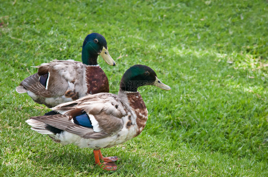 坐在草地上的鸭子荒野男性动物动物学羽毛鸟类图片