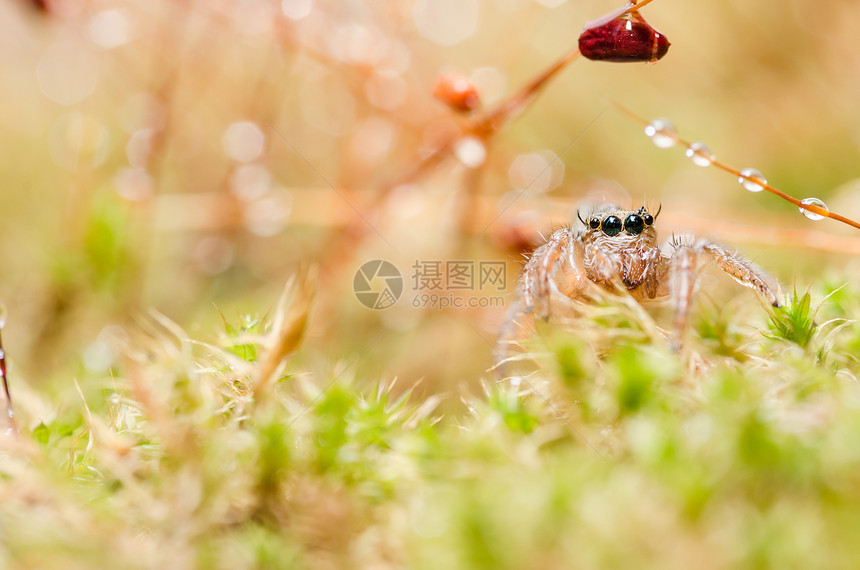 绿色性质的跳跃蜘蛛眼睛花园棕色野生动物宏观图片