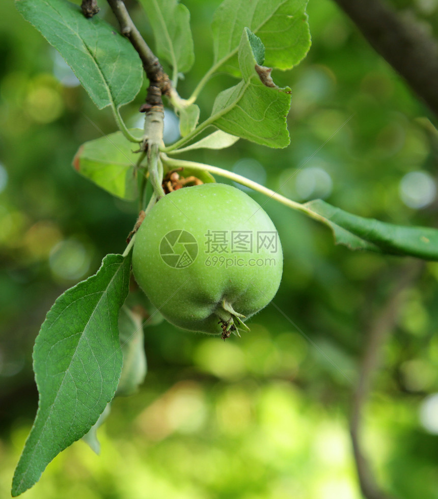 绿苹果畜牧业树枝农业饮食田园水果生长摄影空白风光图片