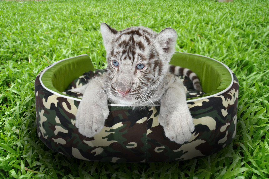 婴儿白老虎躺在床垫里幼兽垫子毛皮条纹野生动物豹属白色食肉动物猫科图片