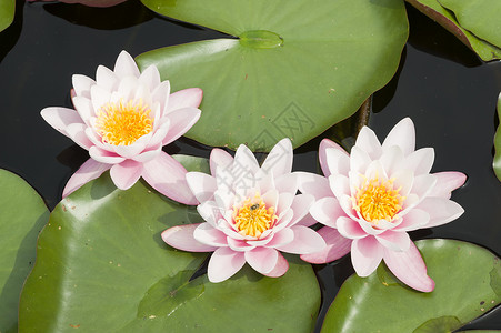 鲜花花园植物群太阳叶子阳光花瓣紫色睡莲池塘植物背景图片