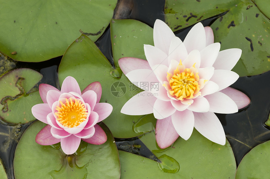 鲜花叶子太阳池塘紫色荷花阳光季节花园植物群百合图片