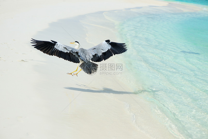 沙滩的海绵海岸灰色苍鹭野生动物白色旅行海洋海滩热带白鹭图片