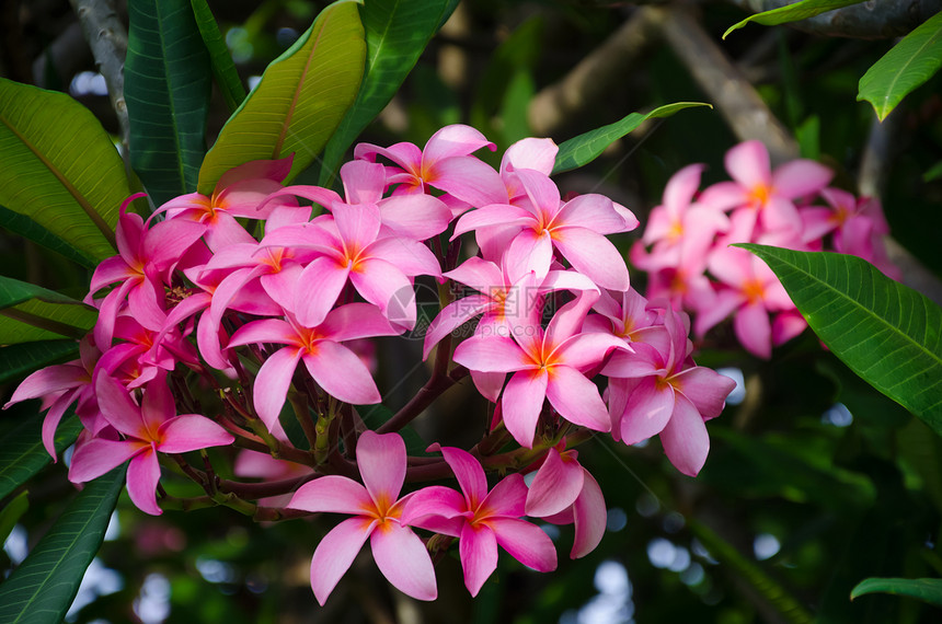 弗朗吉帕尼花花前院气候植物热带柔软度自然情调粉色叶子背景图片