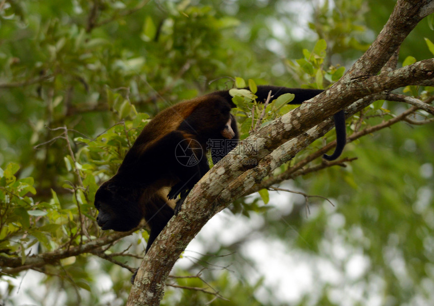 巴拿马雨林中的雄蜘蛛猴子 在巴拿马图片