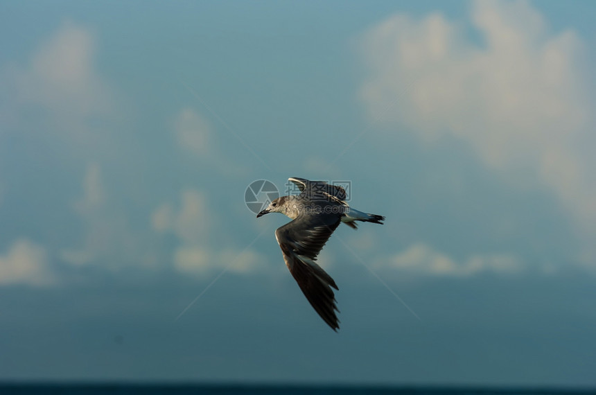 海鸥飞行海浪海滩海鸟优美自由天空蓝色航班翅膀动物图片