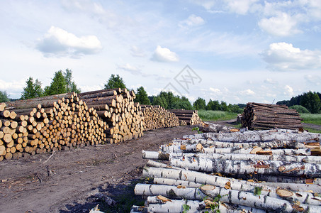 松树和白木林木原木在靠近森林的田地上堆积商业高清图片素材