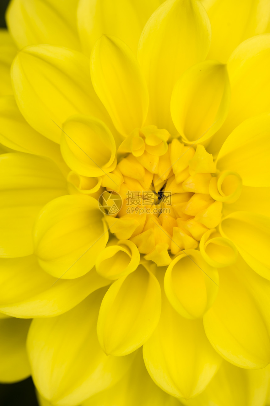 Dahlia 黄色花朵花园大丽花植物群植物花瓣图片