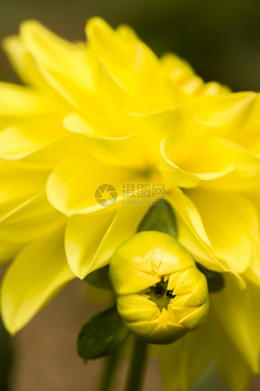 Dahlia 黄色花朵花瓣植物群植物大丽花花园图片