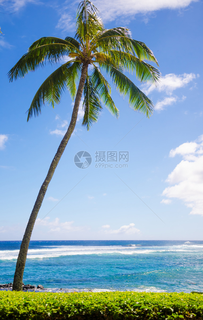 海边棕榈树情调海洋假期蓝色目的地气候异国海浪水域海景图片