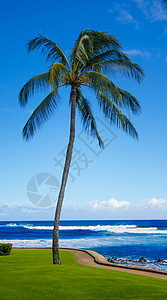 海边棕榈树气候目的地海洋蓝天阳光海浪情调热带天空海景背景图片