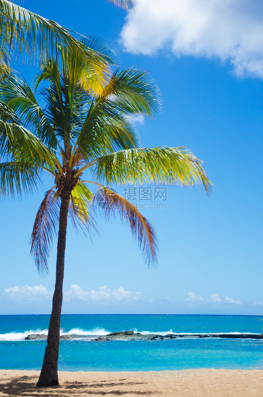 夏威夷沙滩上的棕榈树旅游阳光海洋热带天空假期海景水域风景海浪图片