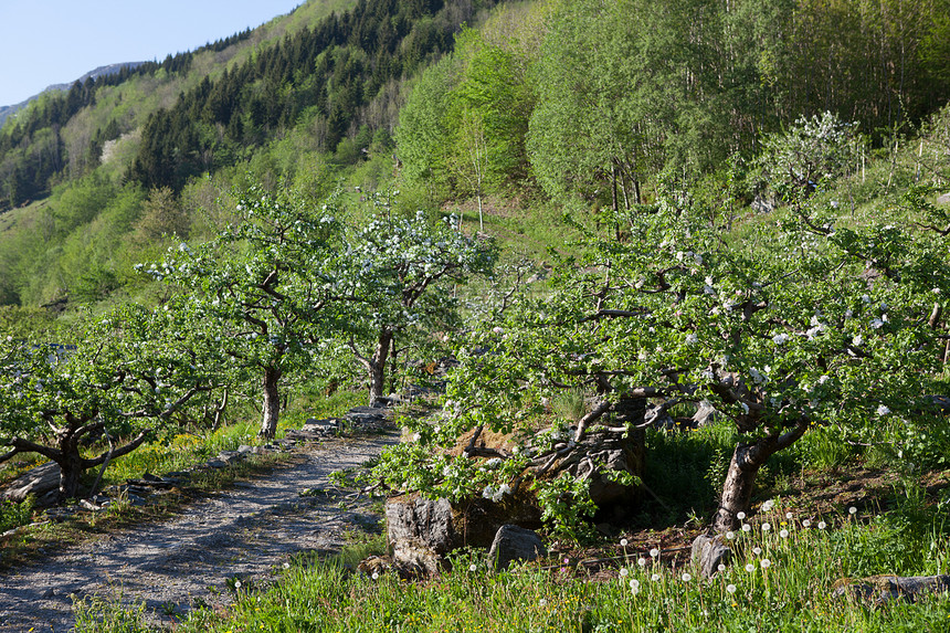 挪威风貌自然景观旅行植物日光天气时尚目的地荒野时间区系图片