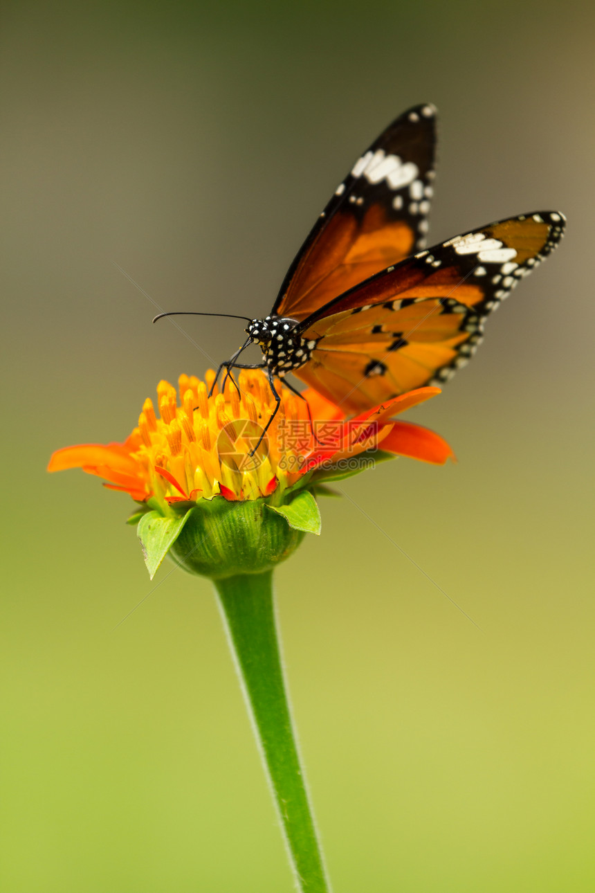 蝴蝶喂养翅膀食物创造力情调主题植物橙子天线野生动物动物图片