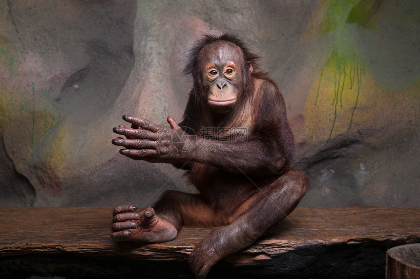 奥兰古坦肖像动物物种鬼脸动物园灵长类猩猩人脸哺乳动物力量毛皮图片