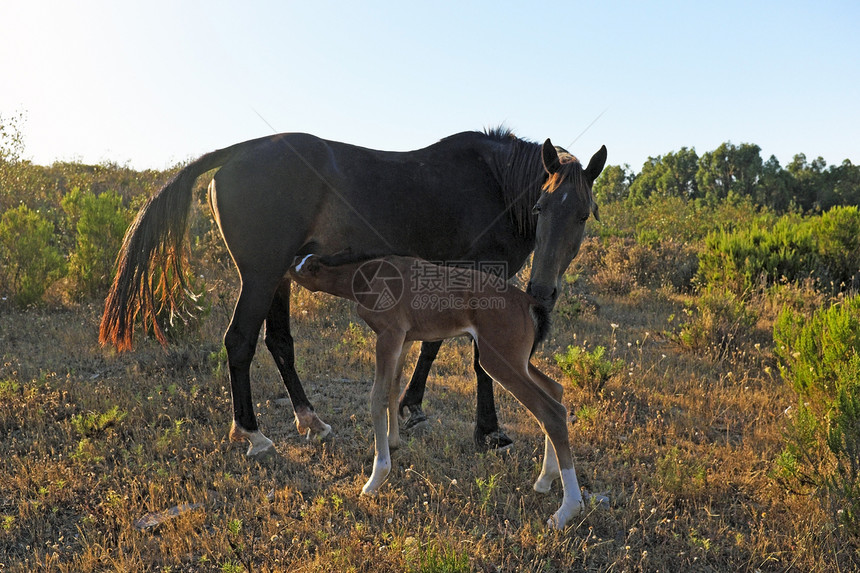 来自葡萄牙的乡下马匹和马鞭动物乡村小动物主题野生动物牧场植物群小马场地农场图片