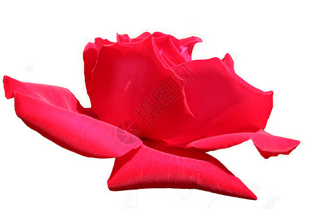 鲜花 大自然粉色美丽花瓣玫瑰白色婚礼植物红色绿色背景图片