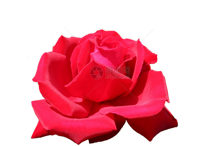 鲜花 大自然玫瑰绿色粉色红色白色植物花瓣图片