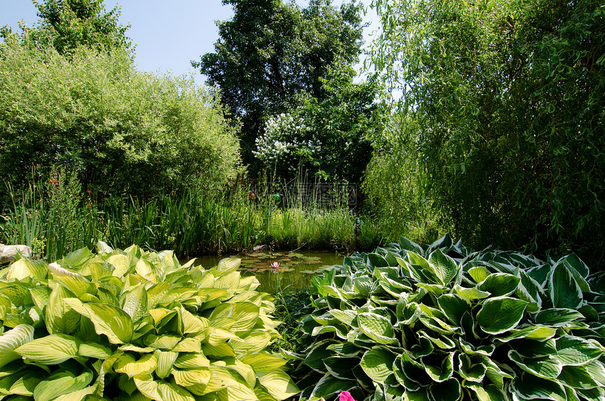 园花园叶子石头植物绿色花朵芦苇池塘树叶图片