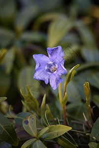 未成年人宏观植物花朵林地长春花叶子区系背景图片