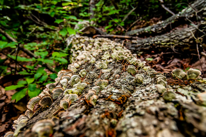 在州公园的徒步小路上发现的东西地面木头森林踪迹旅行荒野远足树叶山脉草丛图片