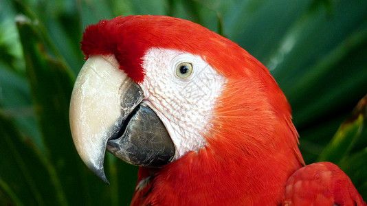 色彩多彩的红色金刚鹦鹉濒危盐滩蓝色动物热带雨林野生动物生物体宠物黄色物种背景图片