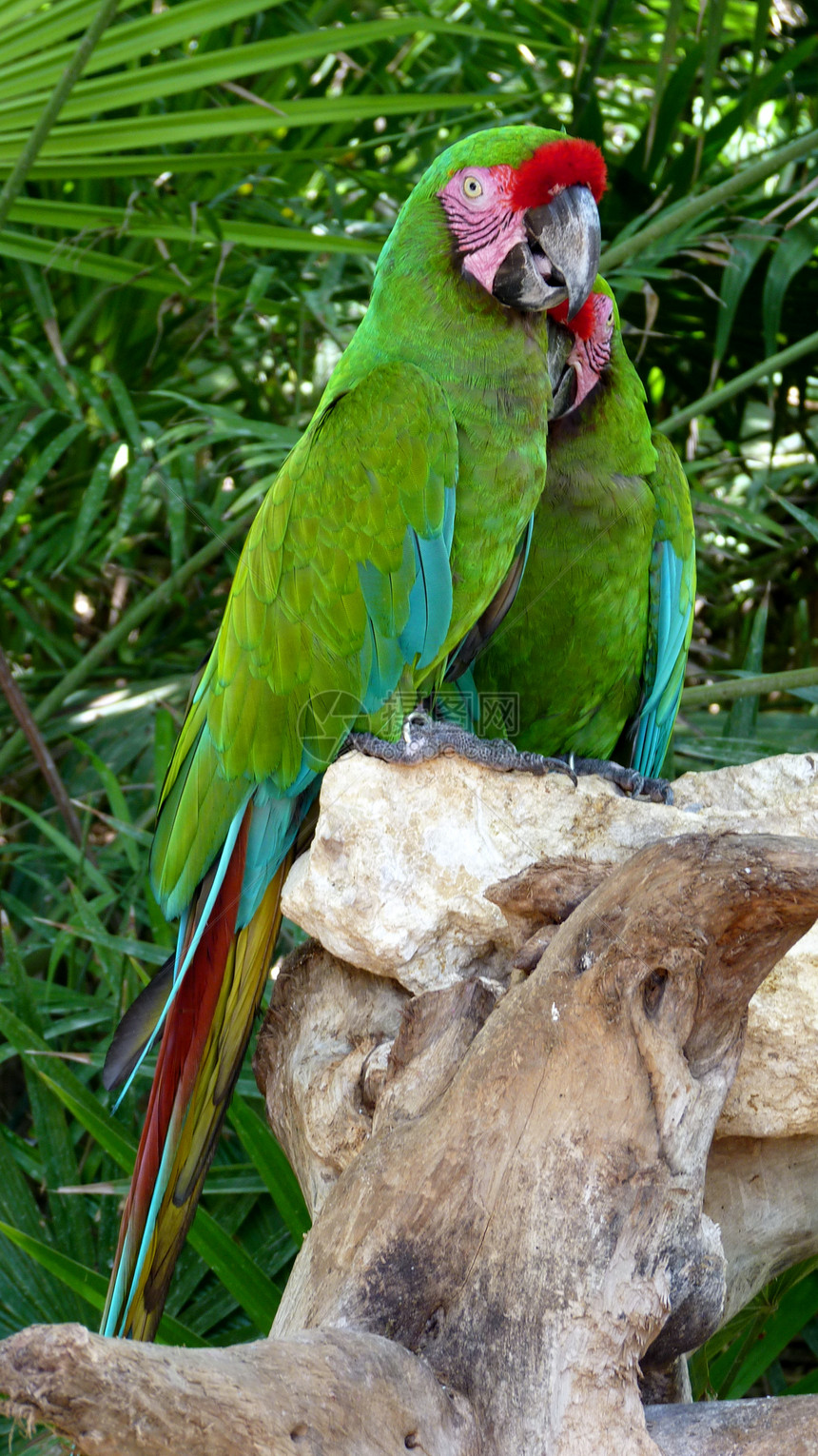 色彩多彩的绿色金刚鹦鹉旅行丛林濒危羽毛蓝色荒野公园旅游动物群动物图片