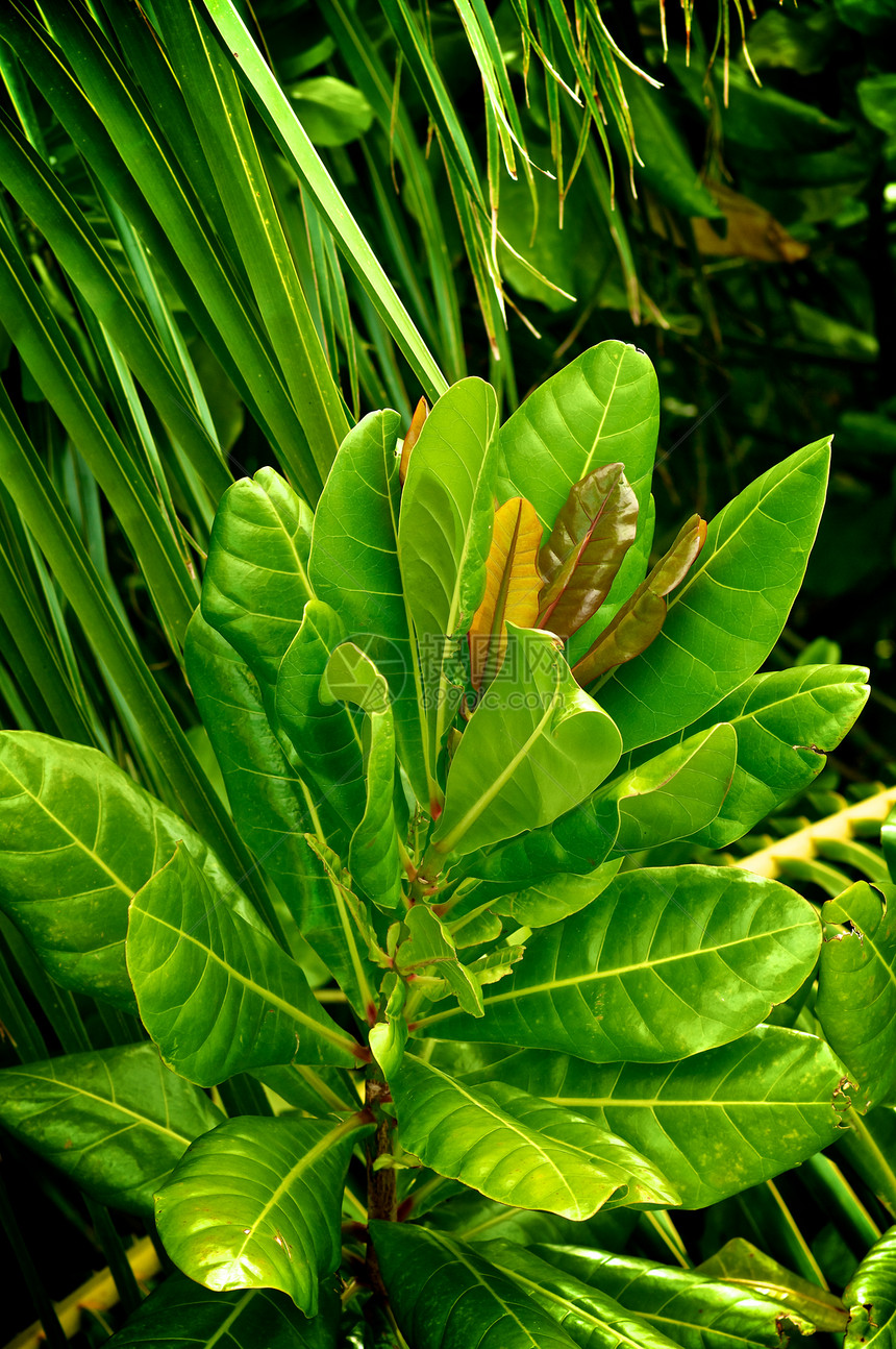克罗顿橙子叶子气候生长宏观热带盆栽野生动物红色绿色图片