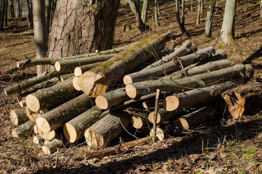 砍树身体木柴堆栈森林砍伐森林图片