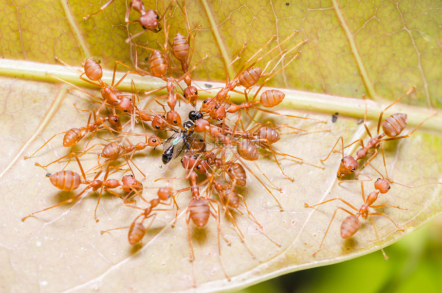 红蚂蚁团队合作狩猎宏观红色昆虫打猎绿色漏洞野生动物图片