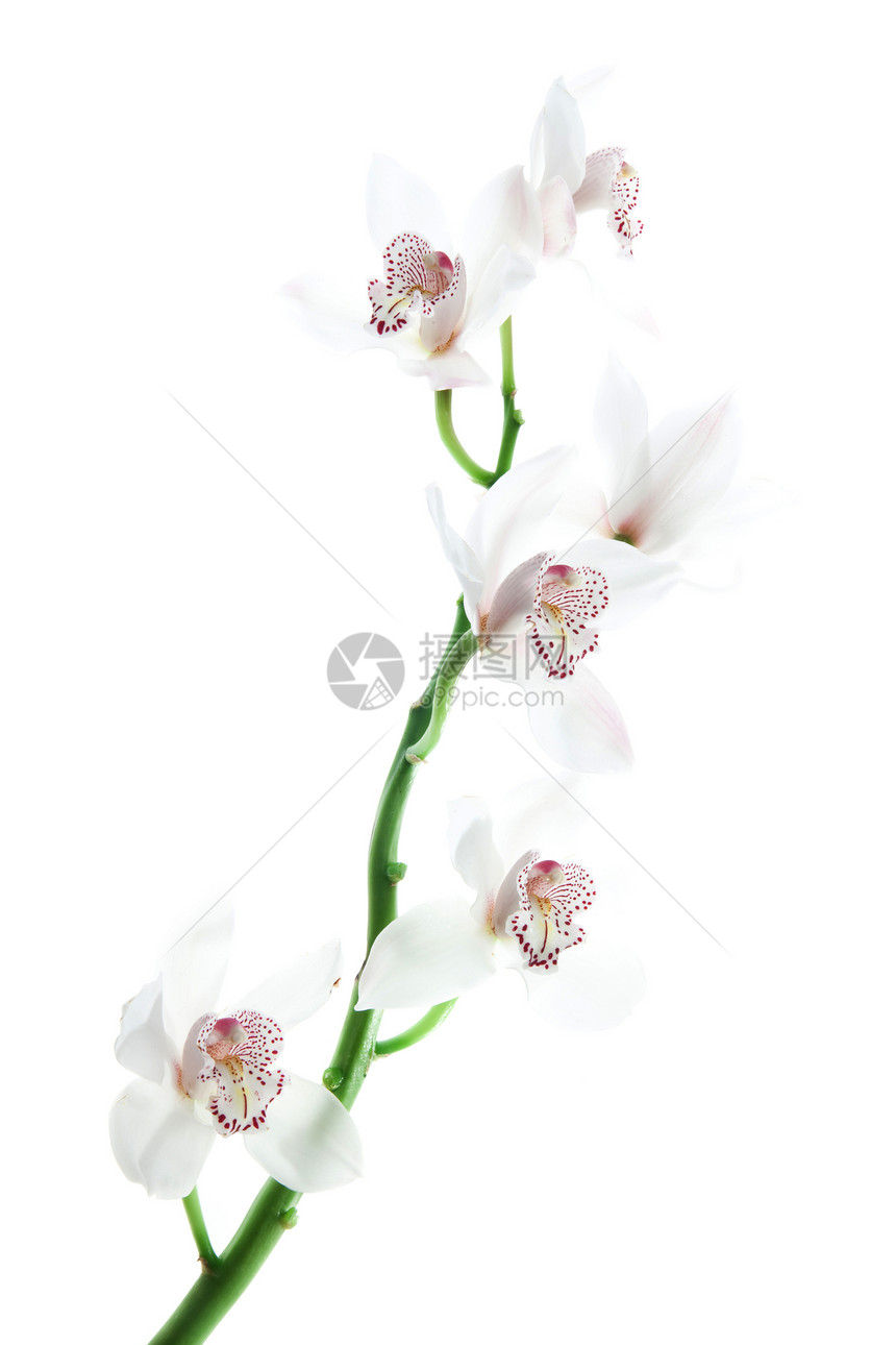 白背景上的白色精细兰花图片